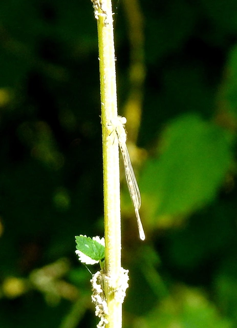 Sympecma fusca - téli rablószitakötő