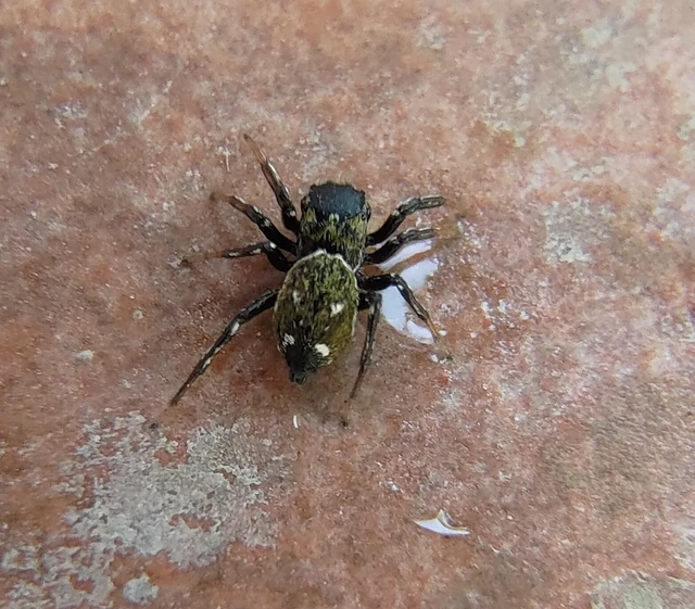 Heliophanus