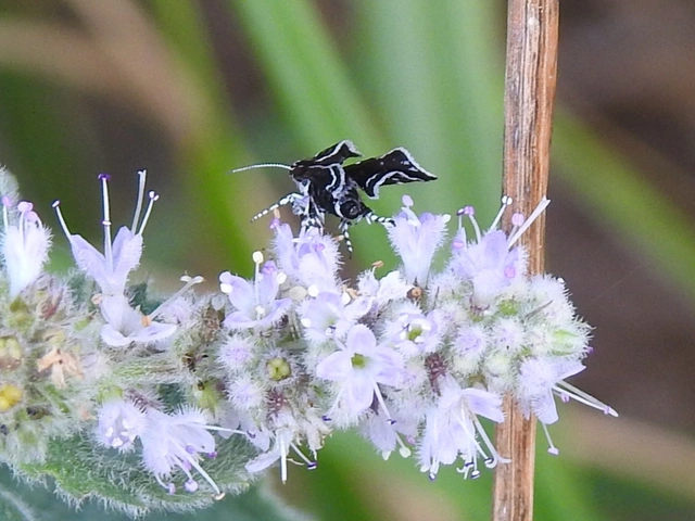 Choreutidae - levélmolyfélék