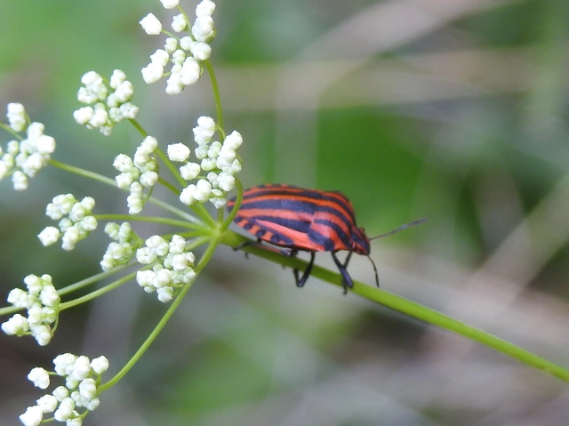 Graphosoma italicum - csíkos pajzsospoloska