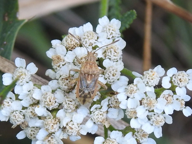 Rhopalidae - üvegpoloskák