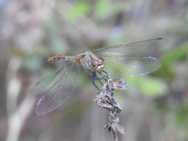 Sympetrum sanguineum - vörös katona-szitakötő