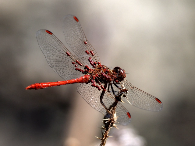Sympetrum meridionale - fakó katona-szitakötő