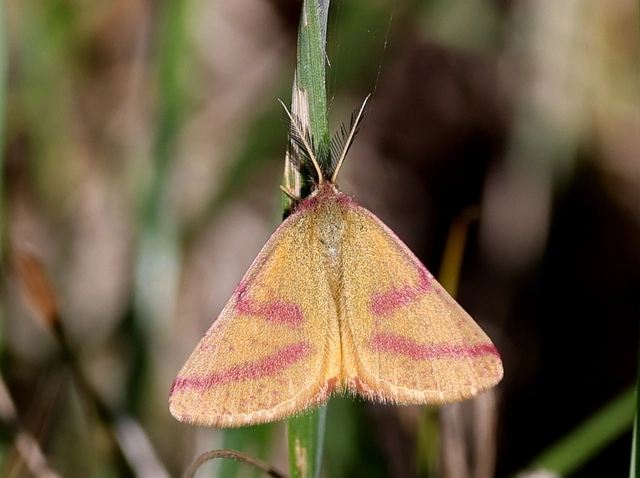 Lythria purpuraria - bíborsávos araszoló