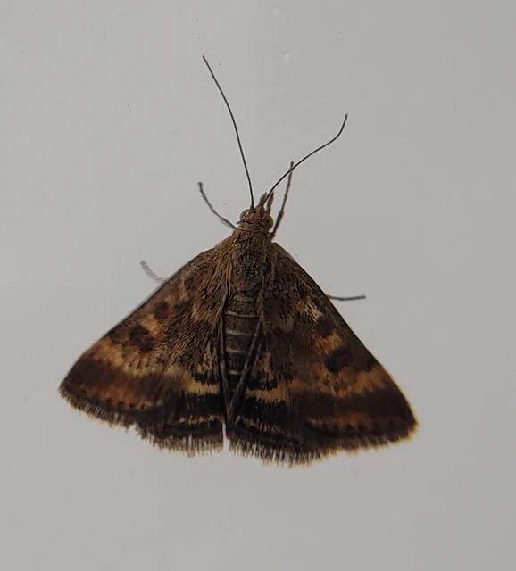Pyrausta despicata - réti bíbormoly