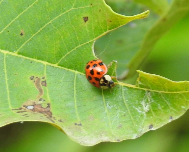 Harmonia axyridis - harlekinkatica