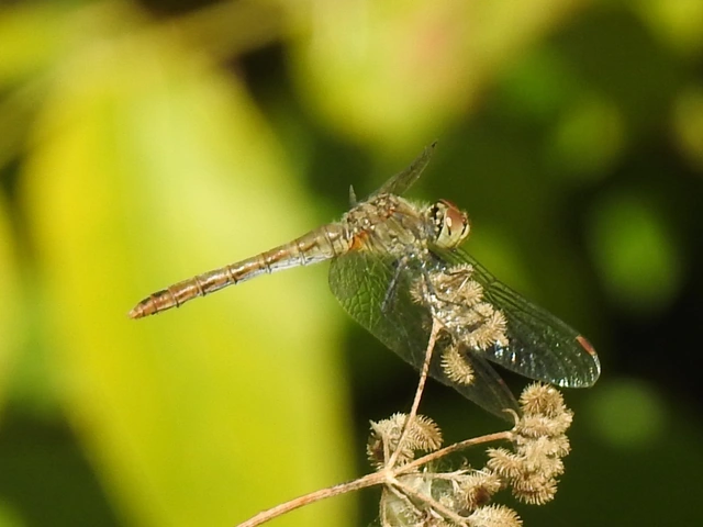 Sympetrum sanguineum - vörös katona-szitakötő