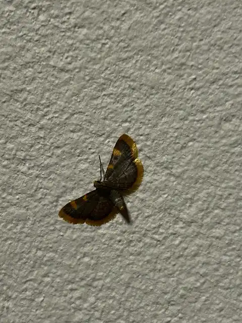 Hypsopygia costalis - szénailonca