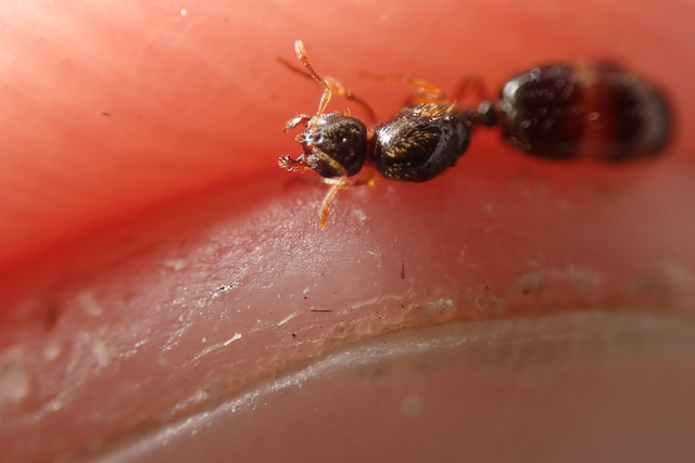 Solenopsis fugax - tolvajhangya