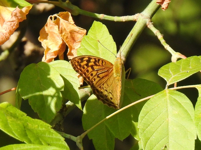 Argynnis pandora - zöldes gyöngyházlepke