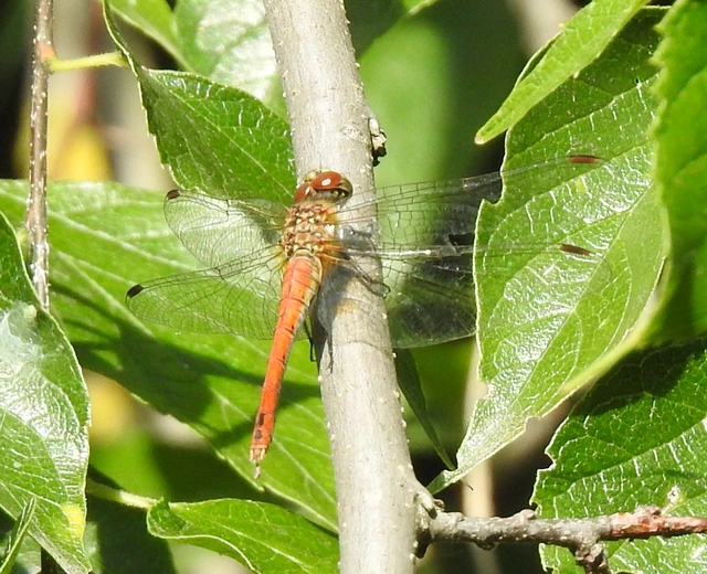 Sympetrum sanguineum - vörös katona-szitakötő
