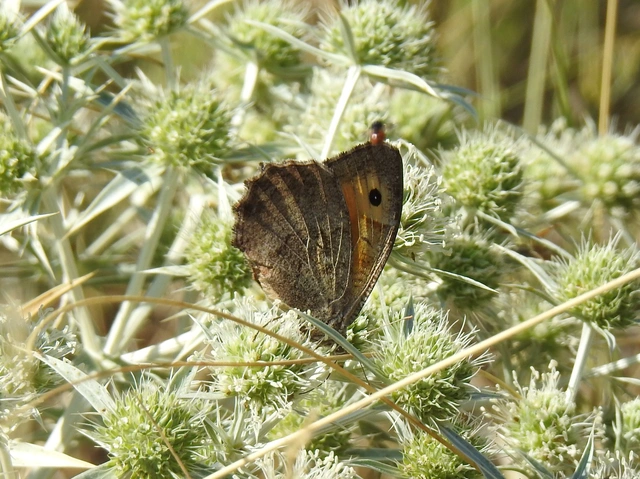 Arethusana arethusa - közönséges szemeslepke