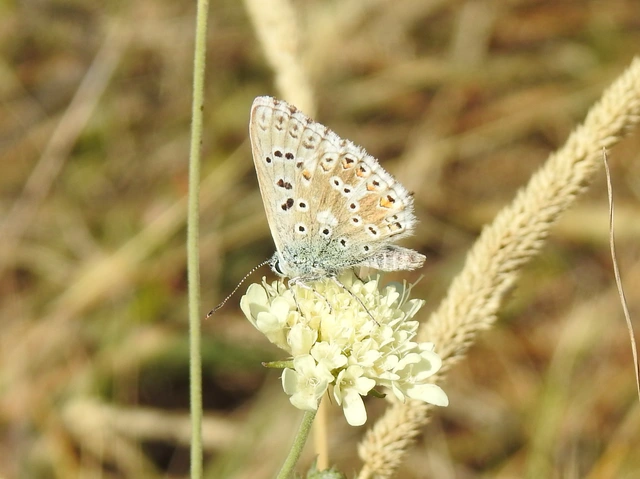 Polyommatus coridon - ezüstkék boglárka