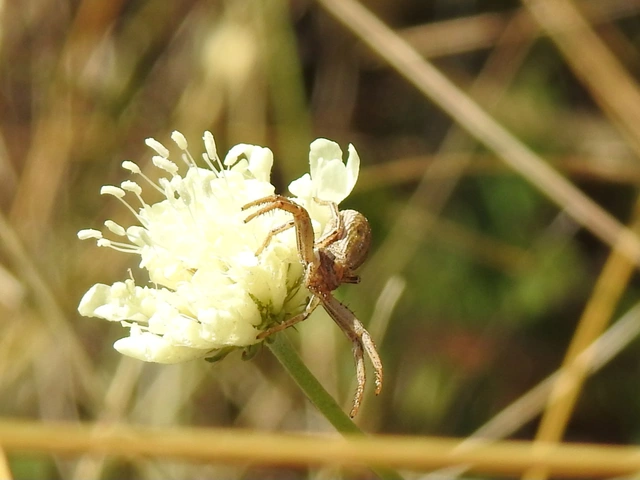 Thomisidae - karolópókok