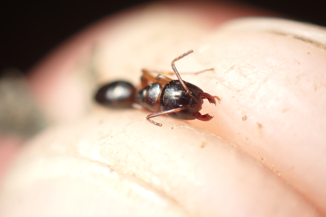 Camponotus fallax - ligeti lóhangya