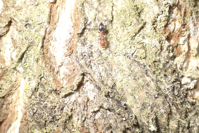 Crematogaster schmidti - vörös szívhangya