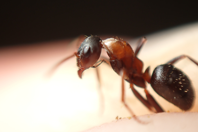 Formica rufibarbis - vörös rabszolgahangya