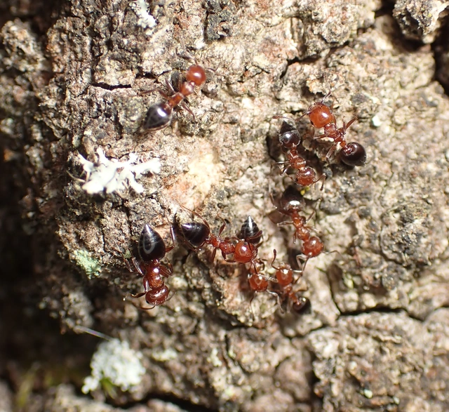 Crematogaster schmidti - vörös szívhangya