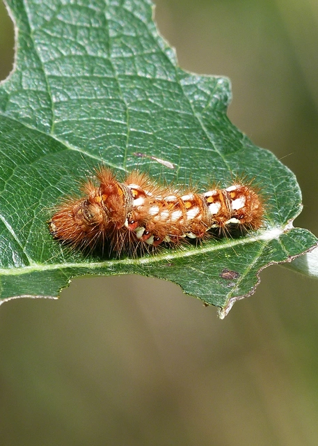 Acronicta rumicis - sóska-szigonyosbagoly