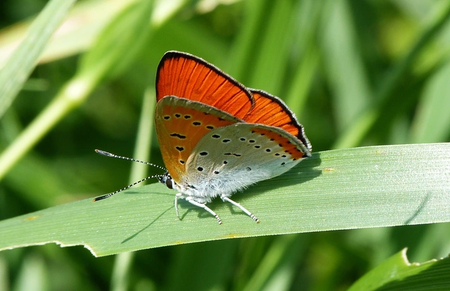 Lycaena dispar rutilus - nagy tűzlepke