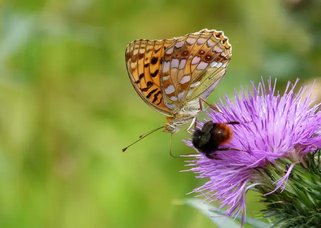 Argynnis adippe - ezüstös gyöngyházlepke