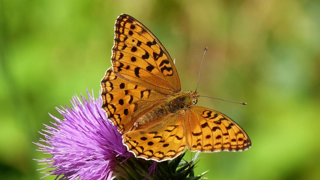 Argynnis adippe - ezüstös gyöngyházlepke