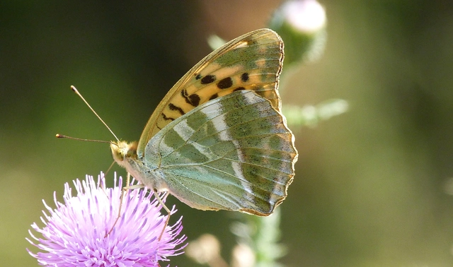 Argynnis paphia - nagy gyöngyházlepke