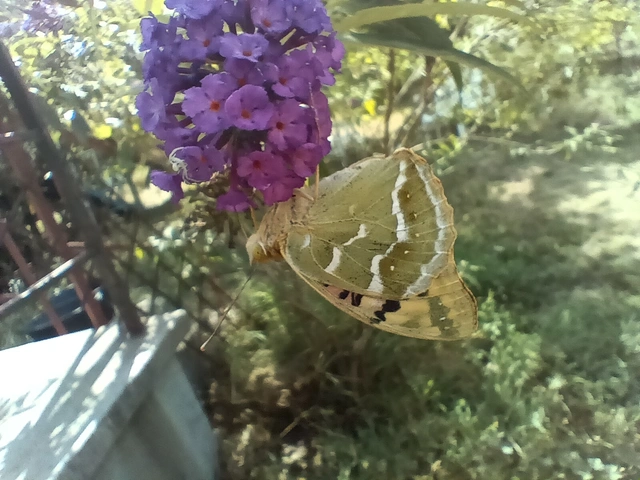 Argynnis pandora - zöldes gyöngyházlepke