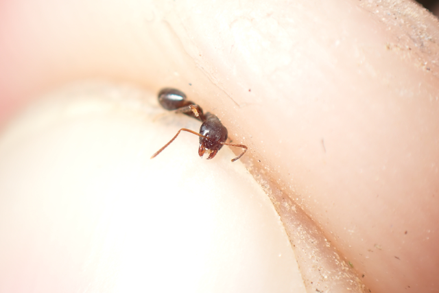 Lasius platythorax - erdei feketehangya