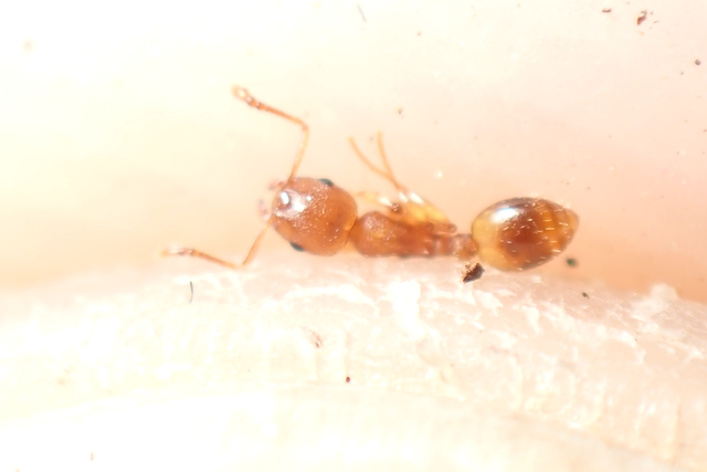 Temnothorax crassispinus - gubacslakó kéreghangya