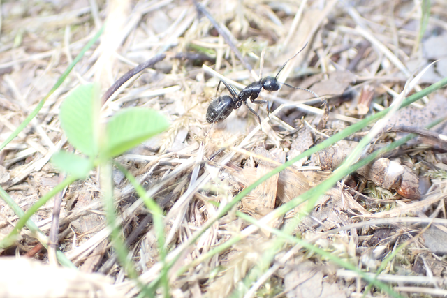 Camponotus vagus - fekete lóhangya