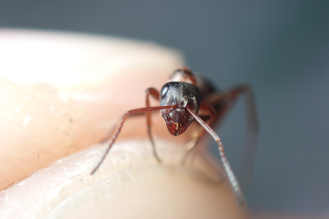 Formica cunicularia - gyakori rabszolgahangya