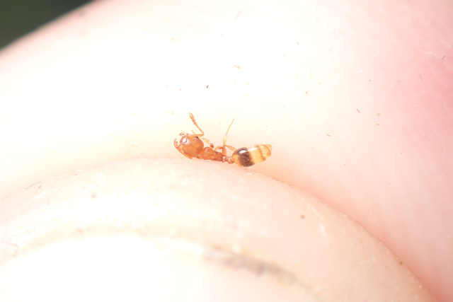 Temnothorax crassispinus - gubacslakó kéreghangya
