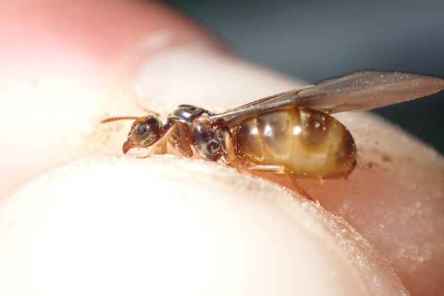 Lasius flavus - gyakori borostyánhangya