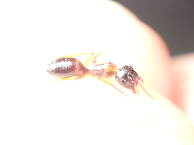 Camponotus fallax - ligeti lóhangya