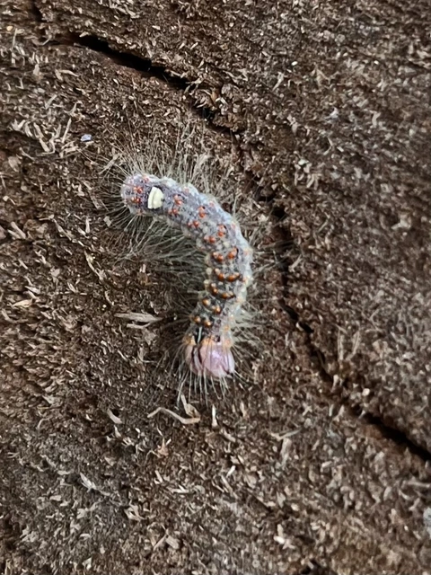 Acronicta megacephala - nagyfejű szigonyosbagoly