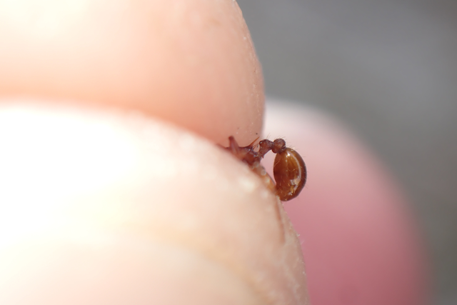 Myrmica sabuleti - gyakori bütyköshangya