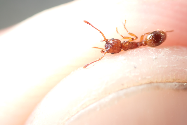 Myrmica sabuleti - gyakori bütyköshangya