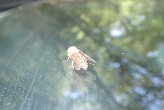 Tabanus