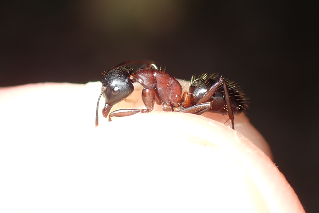Camponotus ligniperda - faodvasító lóhangya