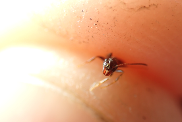 Lasius platythorax - erdei feketehangya