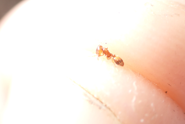 Temnothorax crassispinus - gubacslakó kéreghangya