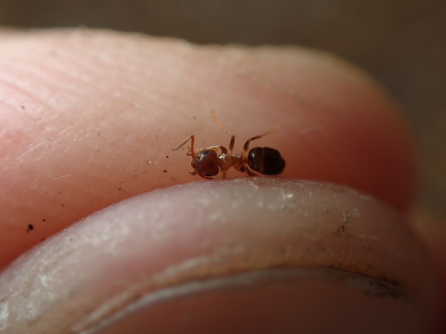 Lasius brunneus - rozsdáshátú feketehangya