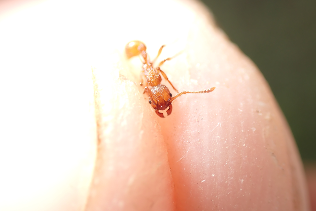 Myrmica sabuleti - gyakori bütyköshangya