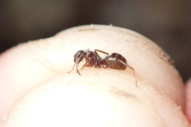 Formica fusca - kormos rabszolgahangya