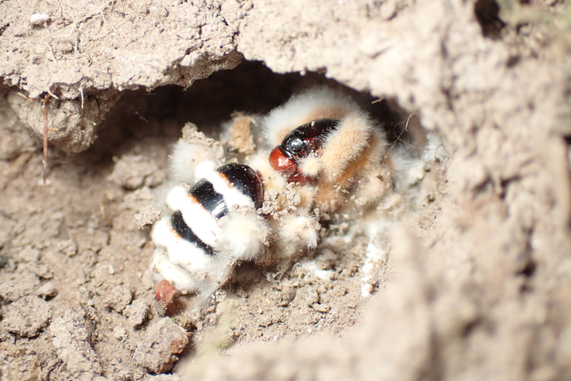 Camponotus ligniperda - faodvasító lóhangya
