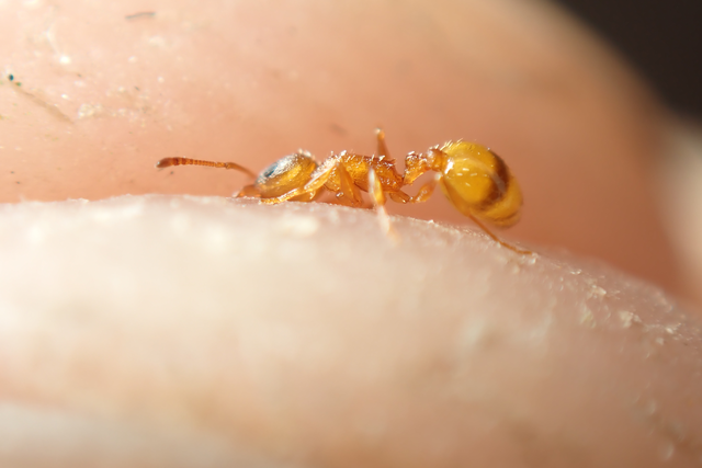 Temnothorax unifasciatus - gyűrűs kéreghangya