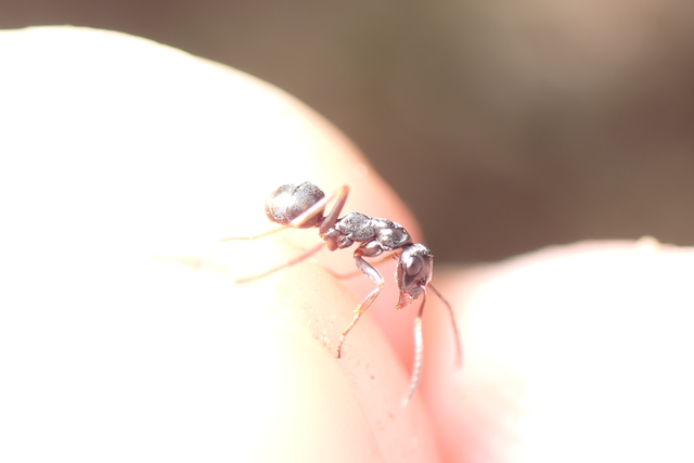 Formica fusca - kormos rabszolgahangya