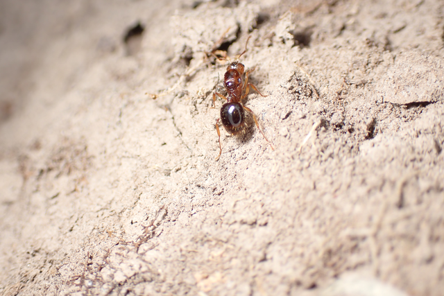 Aphaenogaster subterranea - vörös karcsúhangya