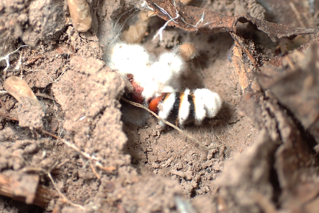 Camponotus ligniperda - faodvasító lóhangya